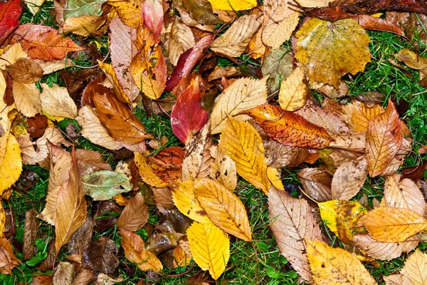 Pozadí skupiny podzimní barevné pomerančové listí — Stock fotografie