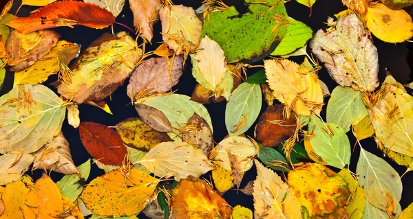 Pozadí skupiny podzimní barevné pomerančové listí — Stock fotografie