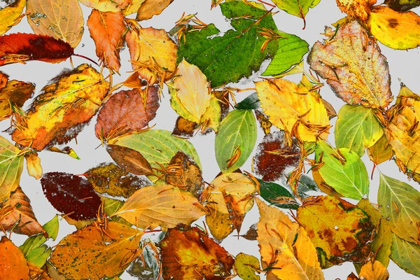 Hintergrund Gruppe Herbst bunt orange Blätter — Stockfoto