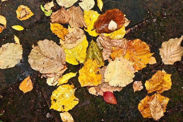 Achtergrond groep herfst kleurrijke oranje bladeren — Stockfoto