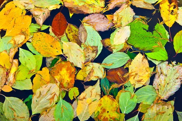 Arrière-plan groupe automne feuilles orange colorées — Photo