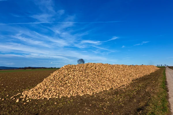 stock image Pile of harvested beets