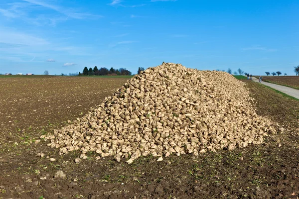 stock image Pile of harvested beets