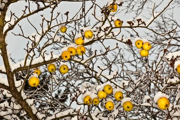 Des pommes mûres sont suspendues à une branche — Photo