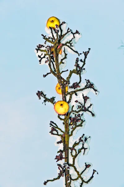 Maçãs maduras estão penduradas em um ramo — Fotografia de Stock