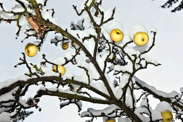 Le mele mature sono appese a un ramo — Foto Stock