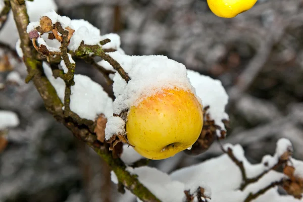 Des pommes mûres sont suspendues à une branche — Photo