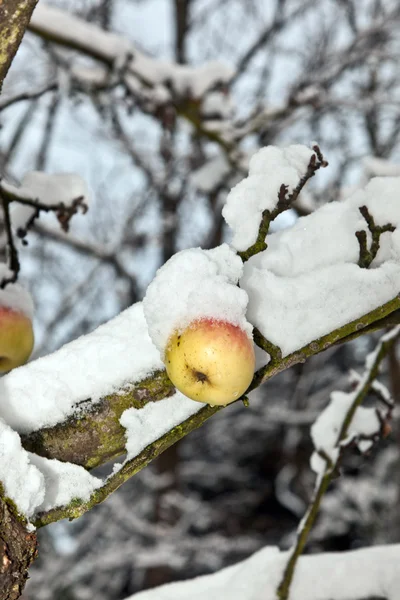Стиглі яблука висять на гілці — стокове фото