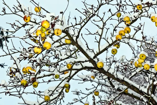 Manzanas maduras cuelgan de una rama —  Fotos de Stock