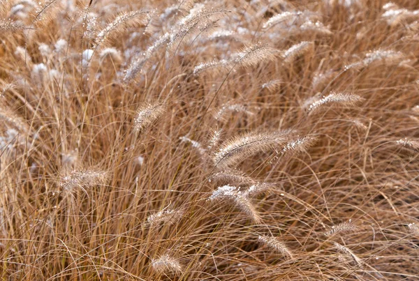 Замороженная пампа трава зимой — стоковое фото