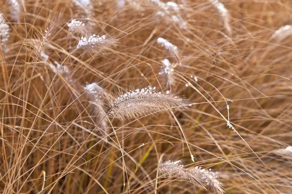 Gefrorenes Pampa-Gras im Winter — Stockfoto