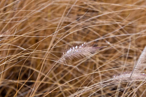 Gefrorenes Pampa-Gras im Winter — Stockfoto