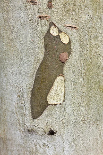 平面樹皮のパターン — ストック写真