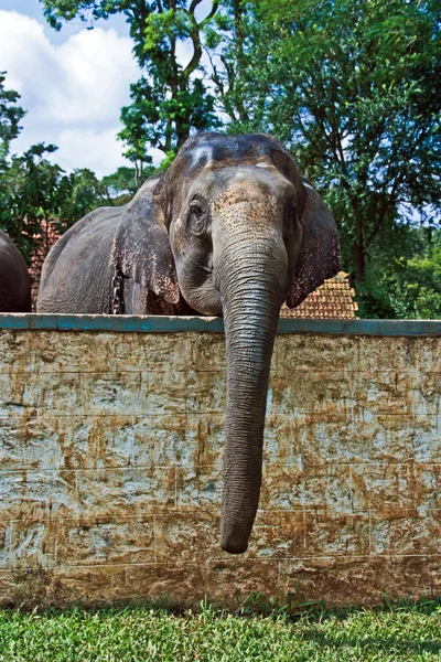 Ινδική elefant στο στρατόπεδο — Φωτογραφία Αρχείου