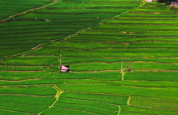 Strukturált terracces rizsföldek — Stock Fotó
