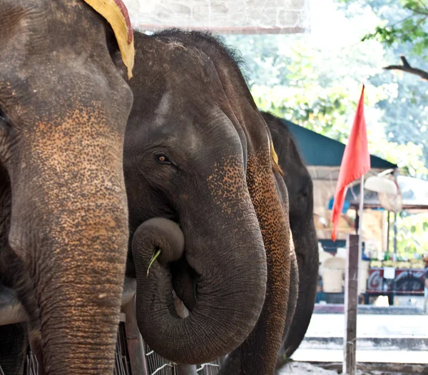 Elefants для туристів їде в Ajutthaja — стокове фото