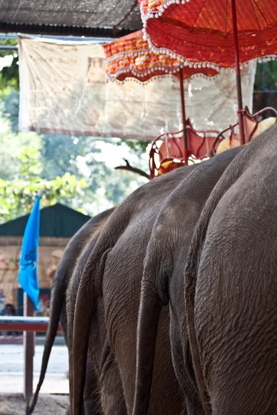 Elefantes para passeios turísticos em Ajutthaja — Fotografia de Stock