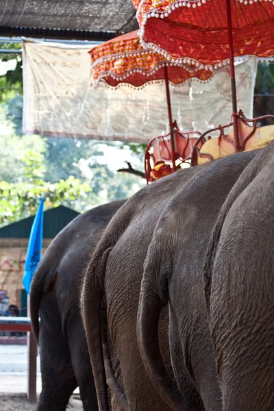 Elefants pour des randonnées touristiques à Ajutthaja — Photo