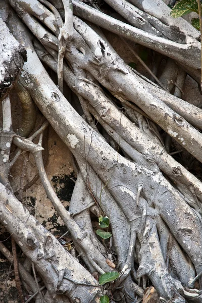 Ρίζες της ένα παλιό δέντρο coveres έναν τοίχο στην περιοχή του ναού — Φωτογραφία Αρχείου