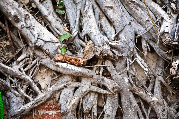 As raízes de uma árvore velha covers uma parede na área de templo — Fotografia de Stock
