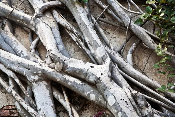 Le radici di un albero vecchio coprono una parete a area di tempio — Foto Stock