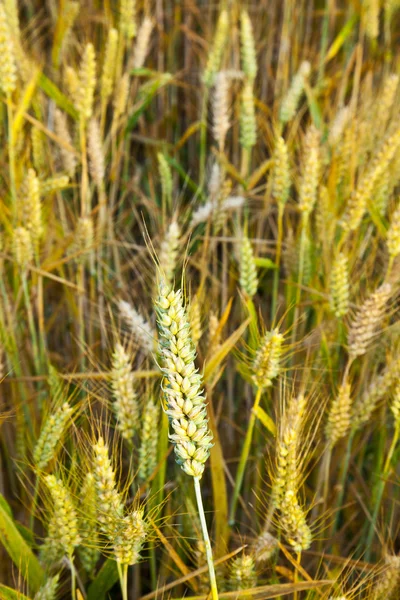 stock image Corn field with spica in detail