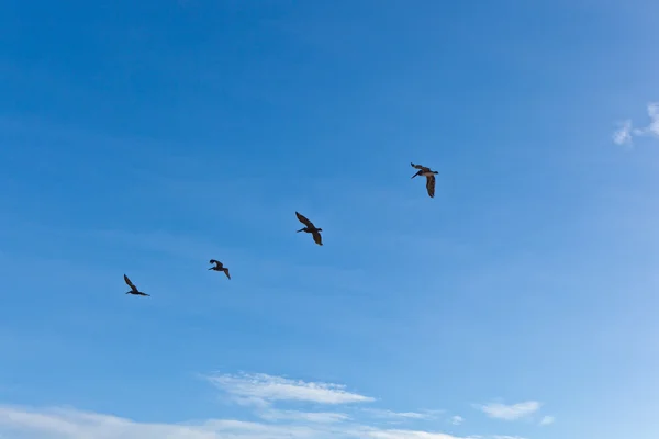 Flock of pelicans in the air — Stock Photo, Image