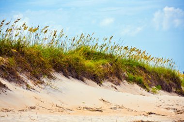 Grass on a beach during stormy season clipart