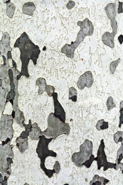 Pattern of plane bark on tree clipart