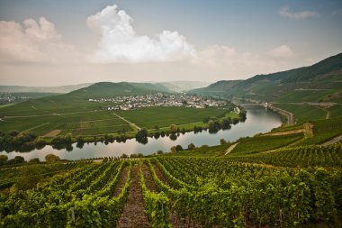 World famous sinuosity at the river Mosel near Trittenheim clipart