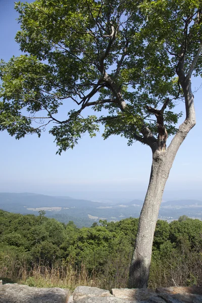 Bela vista da popular Montanha Blue Ridge — Fotografia de Stock