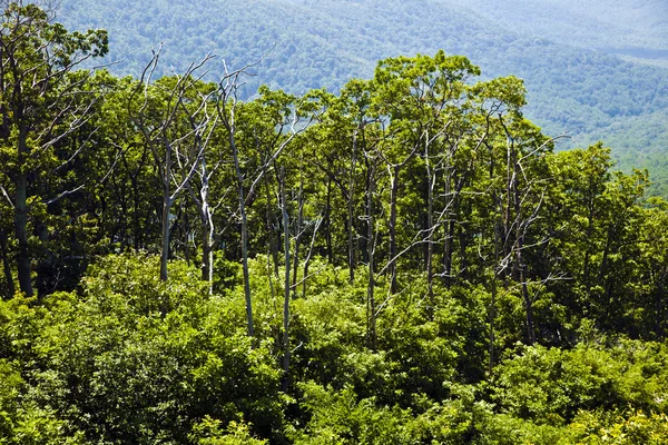 Όμορφο δάσος στη δημοφιλή μπλε βουνά κορυφογραμμών — Φωτογραφία Αρχείου