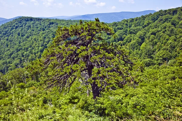 人気のある青リッジ山の美しい森 — ストック写真