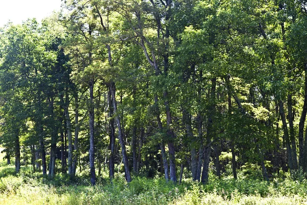 Bella foresta nelle famose Blue Ridge Mountains — Foto Stock