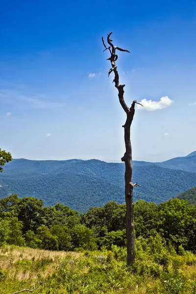 Prachtig bos in de populaire blue ridge mountains — Stockfoto