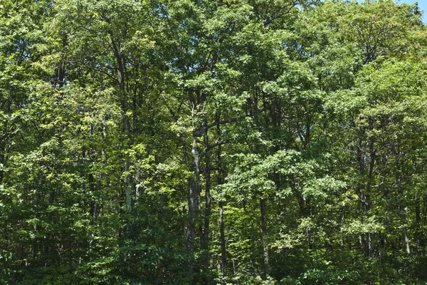 Hermoso bosque en las populares montañas Blue Ridge —  Fotos de Stock