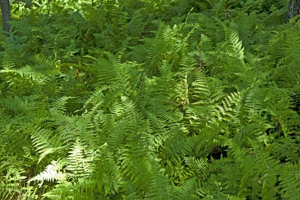 Samambaia bonita em floresta densa — Fotografia de Stock