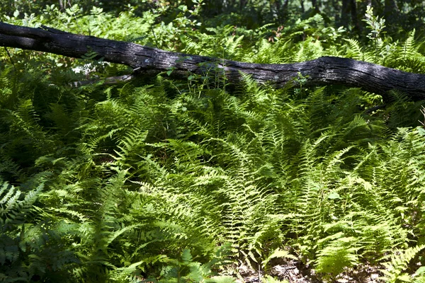 Hermoso helecho en bosque denso — Foto de Stock