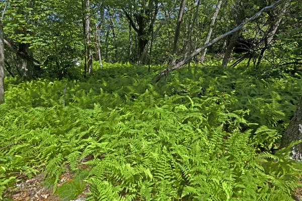 Samambaia bonita em floresta densa — Fotografia de Stock