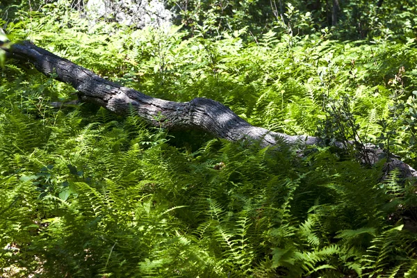 鬱蒼とした森で美しいシダ — ストック写真