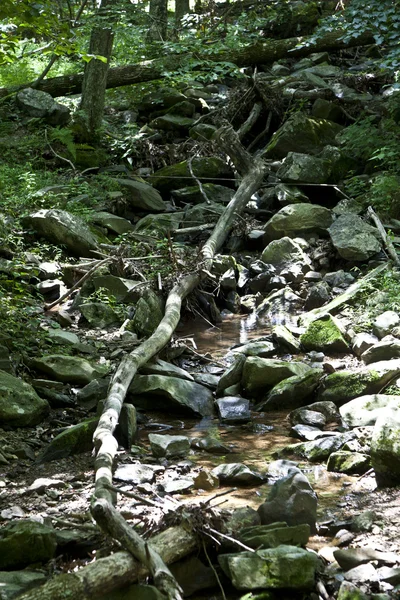 Hermoso bosque en las populares montañas Blue Ridge —  Fotos de Stock