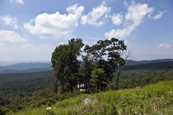 Belle forêt dans les populaires Blue Ridge Mountains — Photo