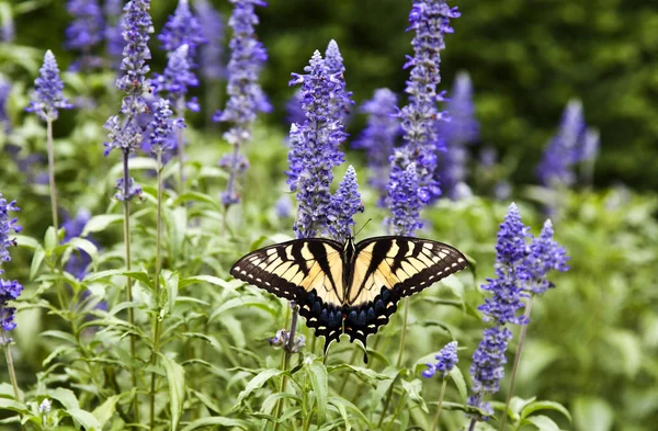 In de zomer groene natuur Butterfly — Stockfoto