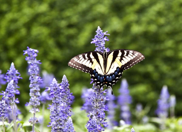 Butterfly in de weide — Stockfoto