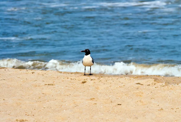 Чайка стоит на пляже — стоковое фото