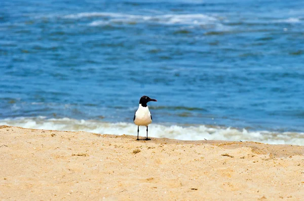 Чайка стоит на пляже — стоковое фото