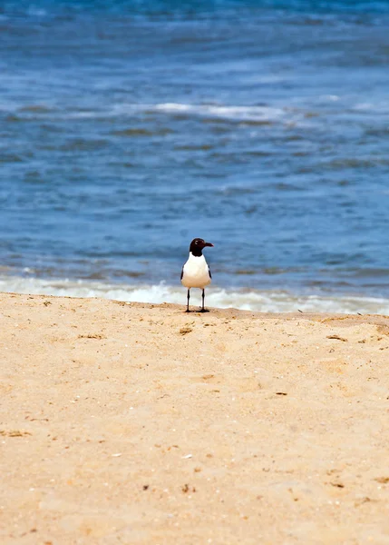 Seagull stående på stranden — Stockfoto