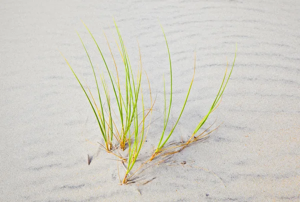 Wind blown grass on sand dune — Stock Photo, Image
