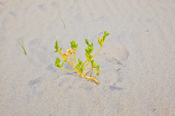 Ветер дул травой по песчаной дюне — стоковое фото