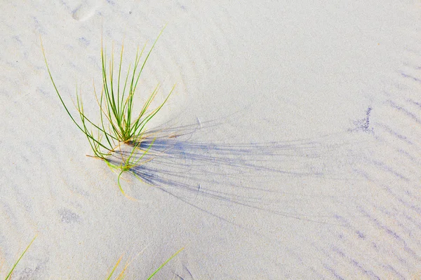 Wind geblazen gras op zand-duin — Stockfoto
